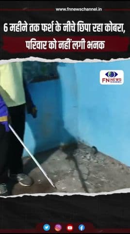 6 महीने तक फर्श के नीचे छिपा रहा कोबरा, परिवार को नहीं लगी भनक