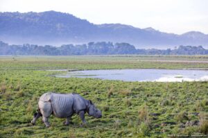 Rhino-in-an-India-Wildlife-Parks