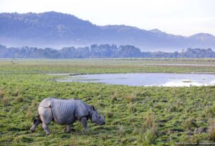 वन्य जीवन का अनुभव: भारत के ये नेशनल पार्क्स आप मिस नहीं कर सकते